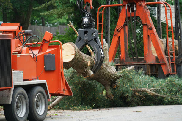 Best Palm Tree Trimming  in Winner, SD